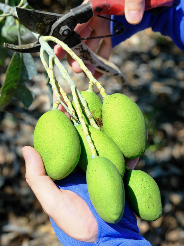 Yun Hai Selection Dried Fruit: Green Mango 雲海嚴選情人果乾